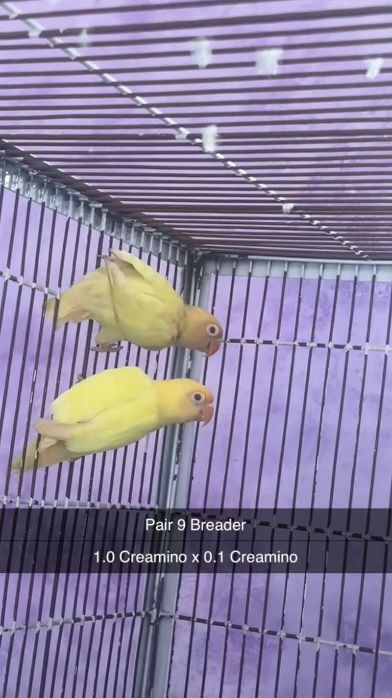 Albino, creamino, decino, pestelino, 9
