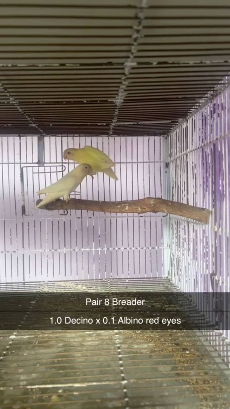 Albino, creamino, decino, pestelino, 10