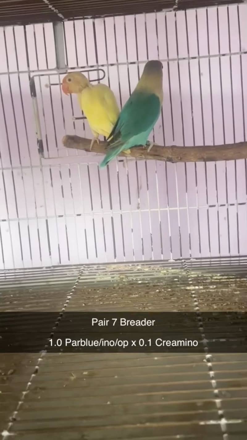 Albino, creamino, decino, pestelino, 11