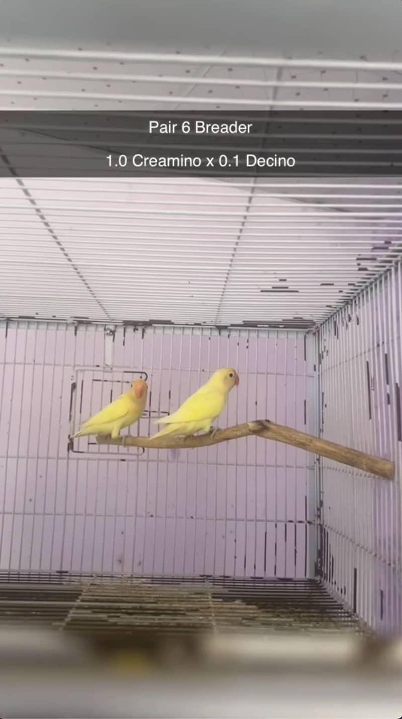 Albino, creamino, decino, pestelino, 12