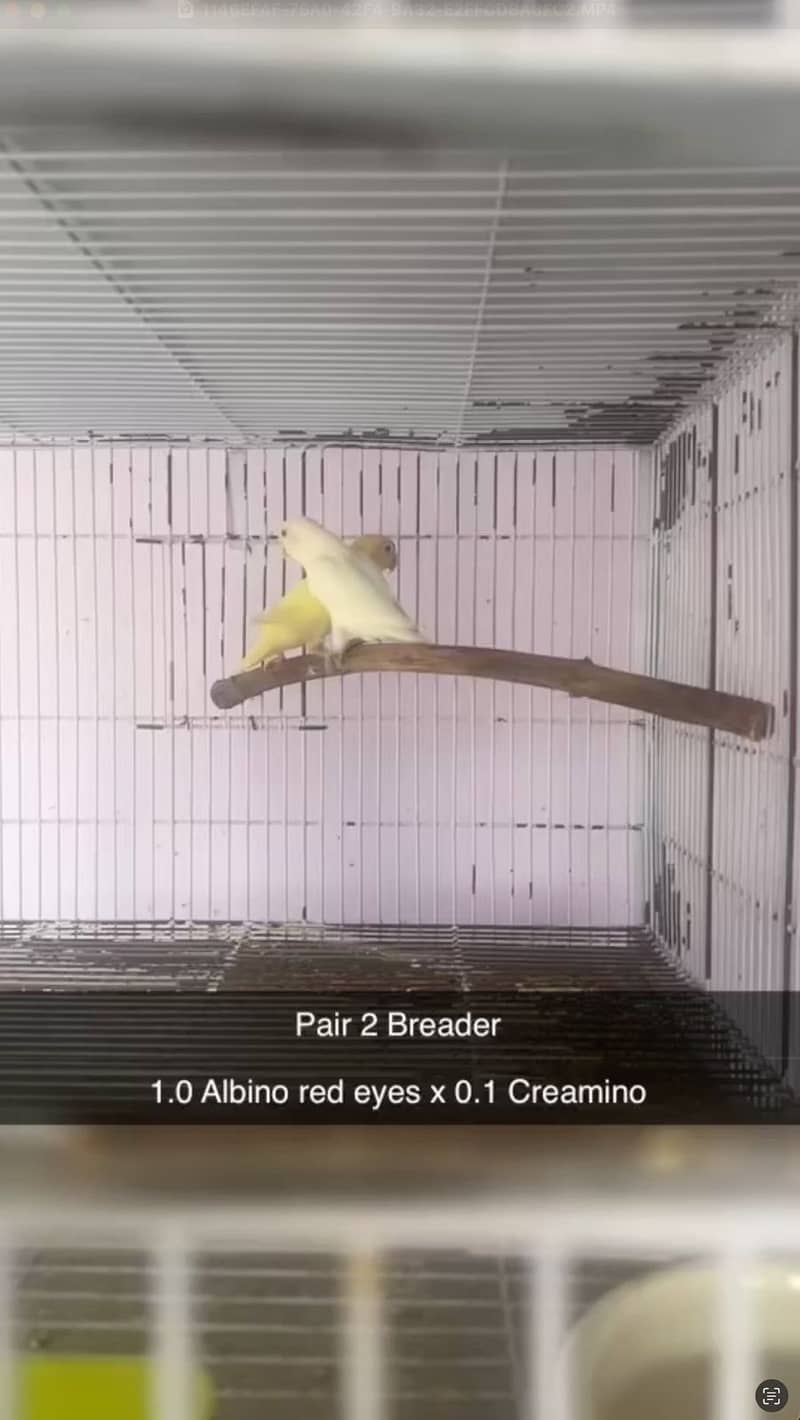 Albino, creamino, decino, pestelino, 15