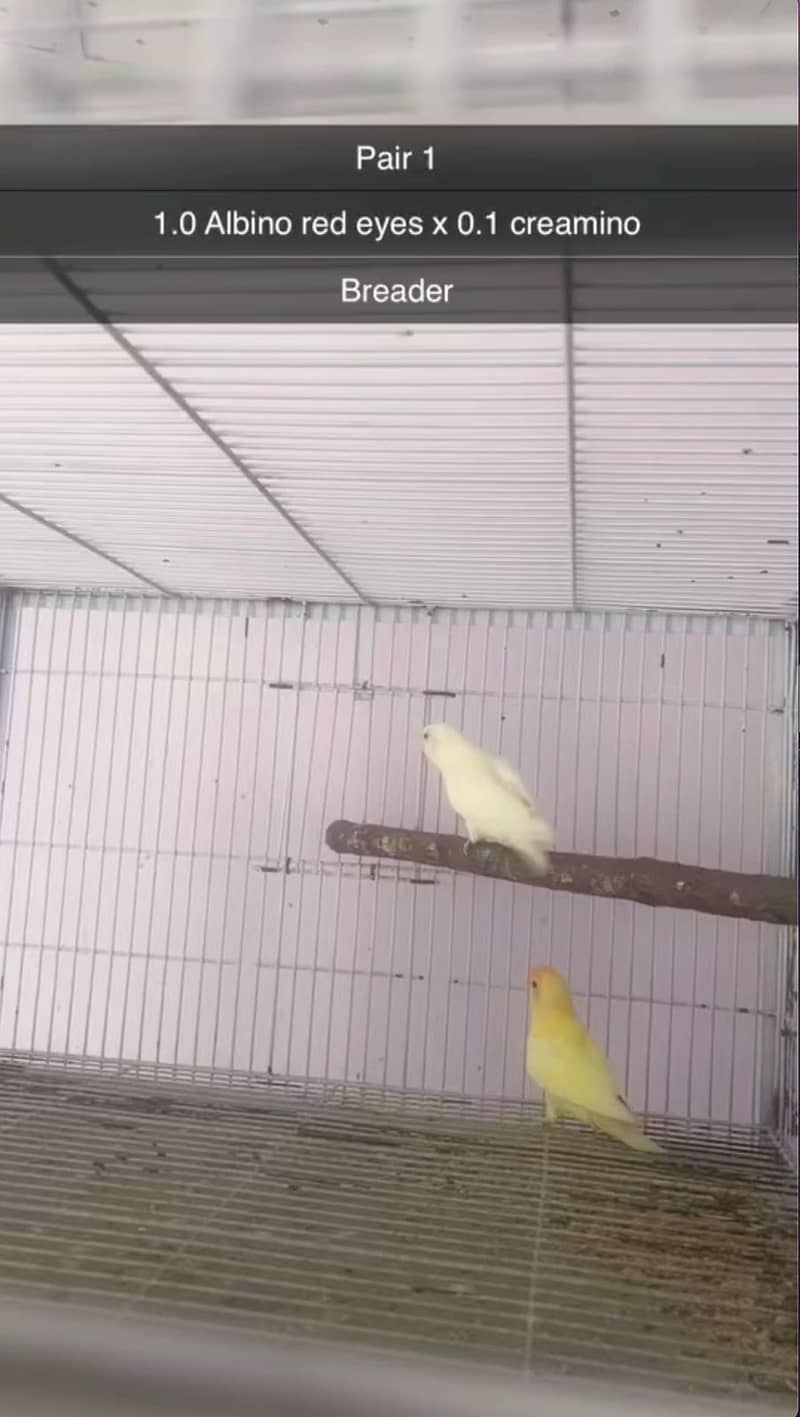 Albino, creamino, decino, pestelino, 16