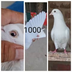Super quality parwazi kabuter for sale