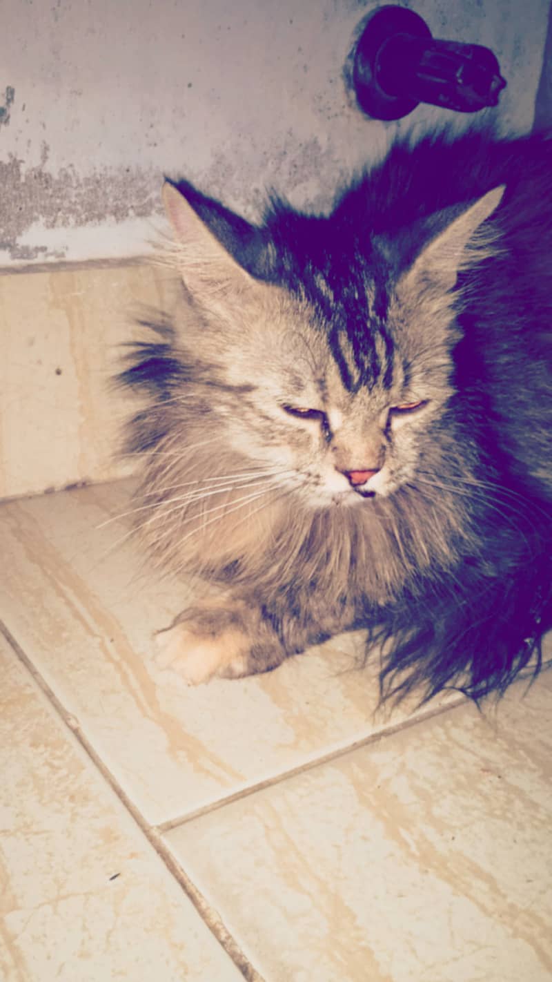 Persian foggy 0