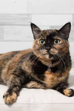 Very Tamed Tortoiseshell Cat