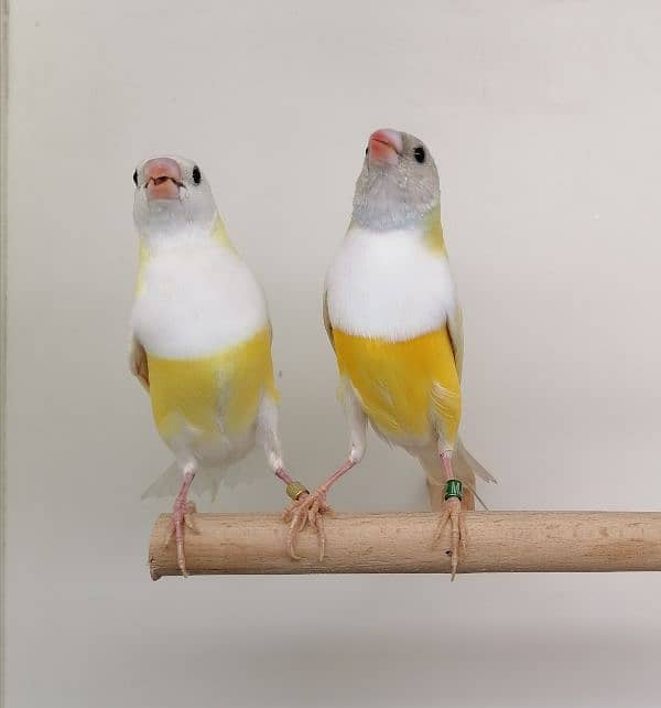 LADY GOULDIAN GOLDIAN FINCH PAIR 7