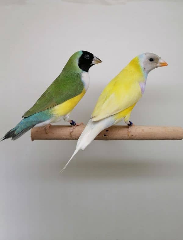 LADY GOULDIAN GOLDIAN FINCH PAIR 8