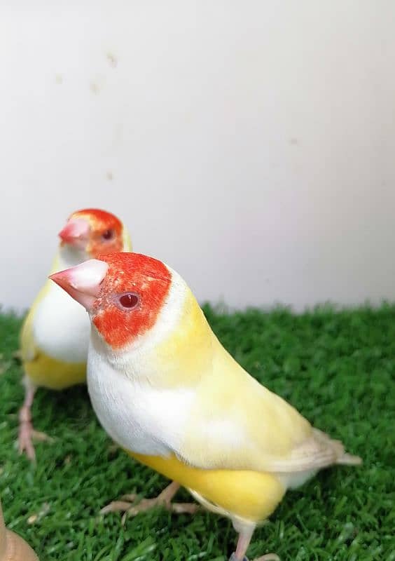 LADY GOULDIAN GOLDIAN FINCH PAIR 9