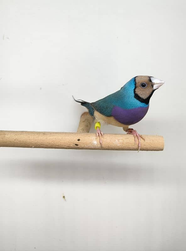 LADY GOULDIAN GOLDIAN FINCH PAIR 10