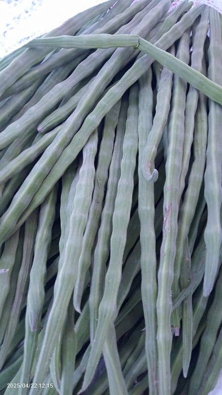 moringa oleifera fruit drumsticks 0