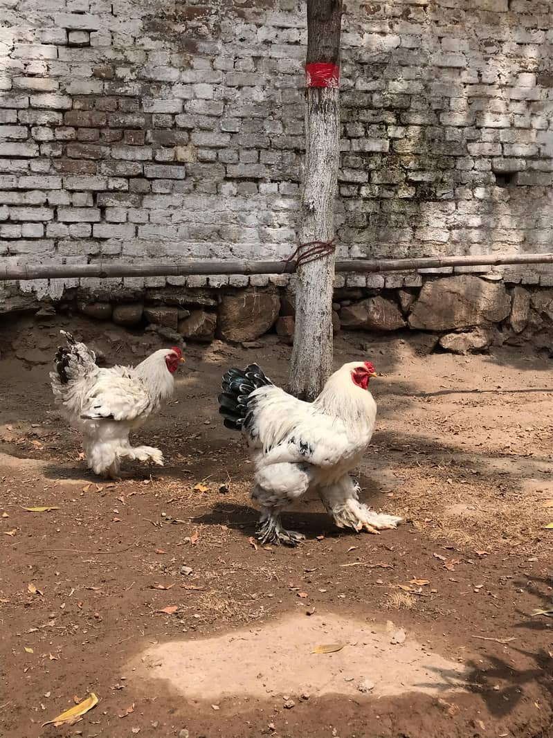 Light Brahama Chicken , Fancy chickens, Brahama Murghi 0