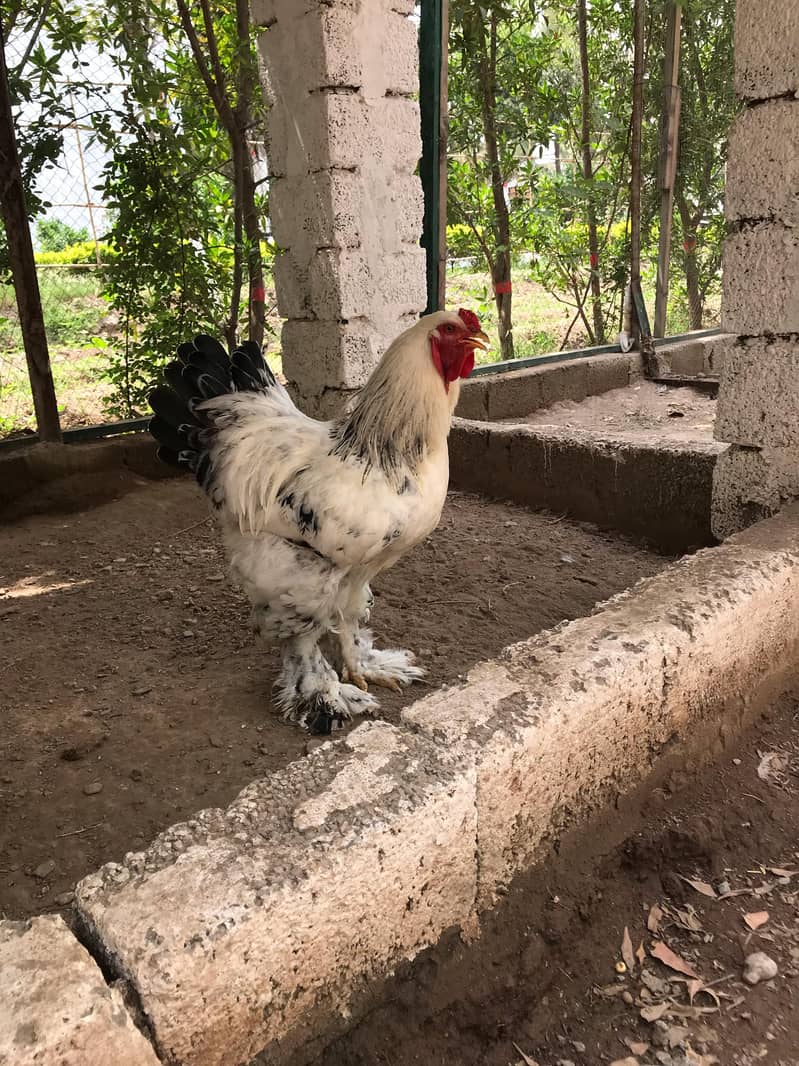 Light Brahama Chicken , Fancy chickens, Brahama Murghi 1
