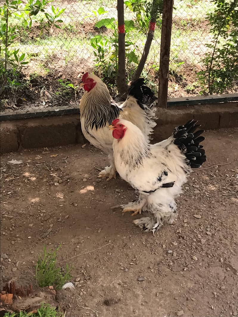 Light Brahama Chicken , Fancy chickens, Brahama Murghi 2