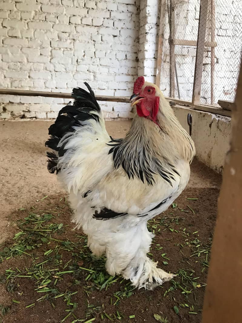Light Brahama Chicken , Fancy chickens, Brahama Murghi 3