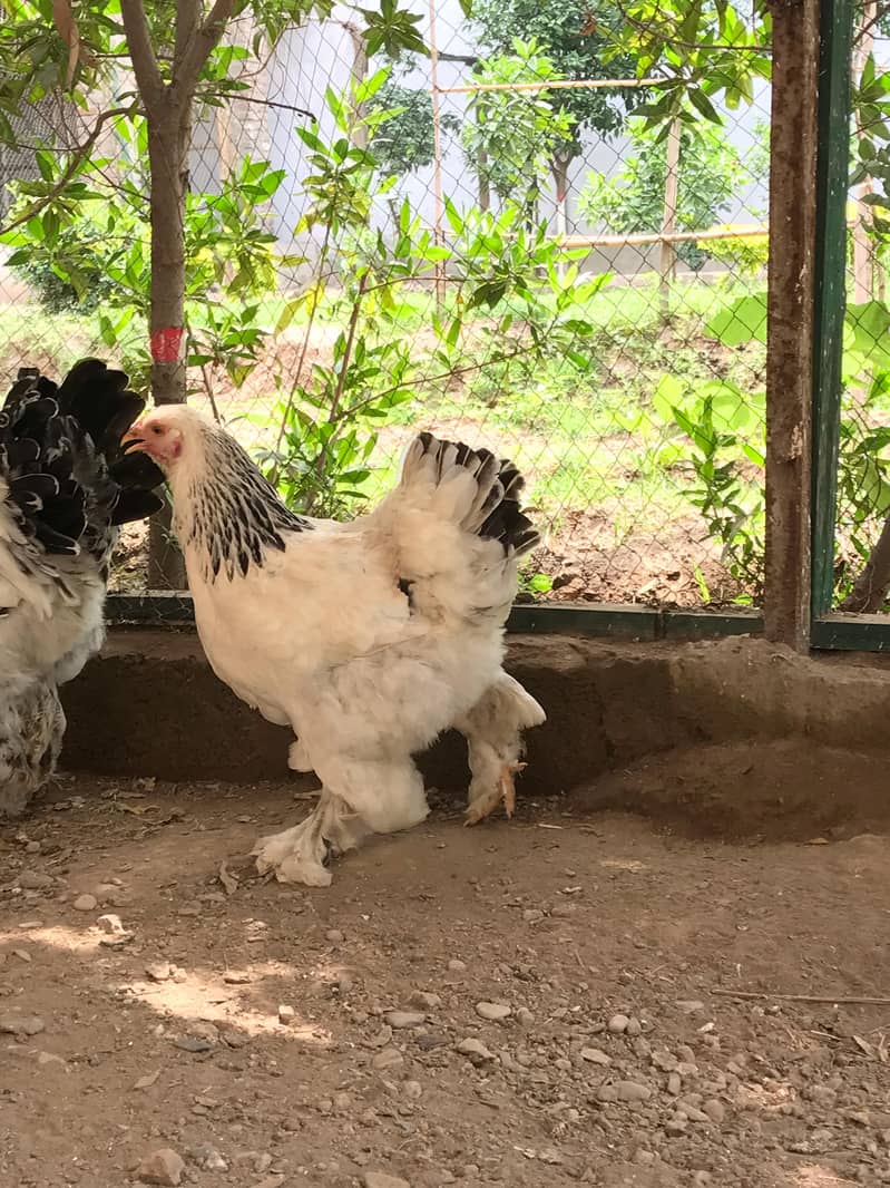 Light Brahama Chicken , Fancy chickens, Brahama Murghi 5