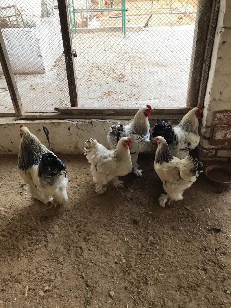 Light Brahama Chicken , Fancy chickens, Brahama Murghi 7