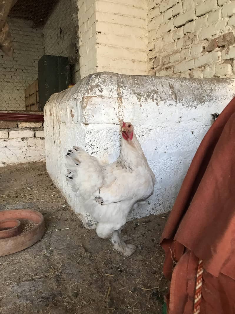 Light Brahama Chicken , Fancy chickens, Brahama Murghi 8