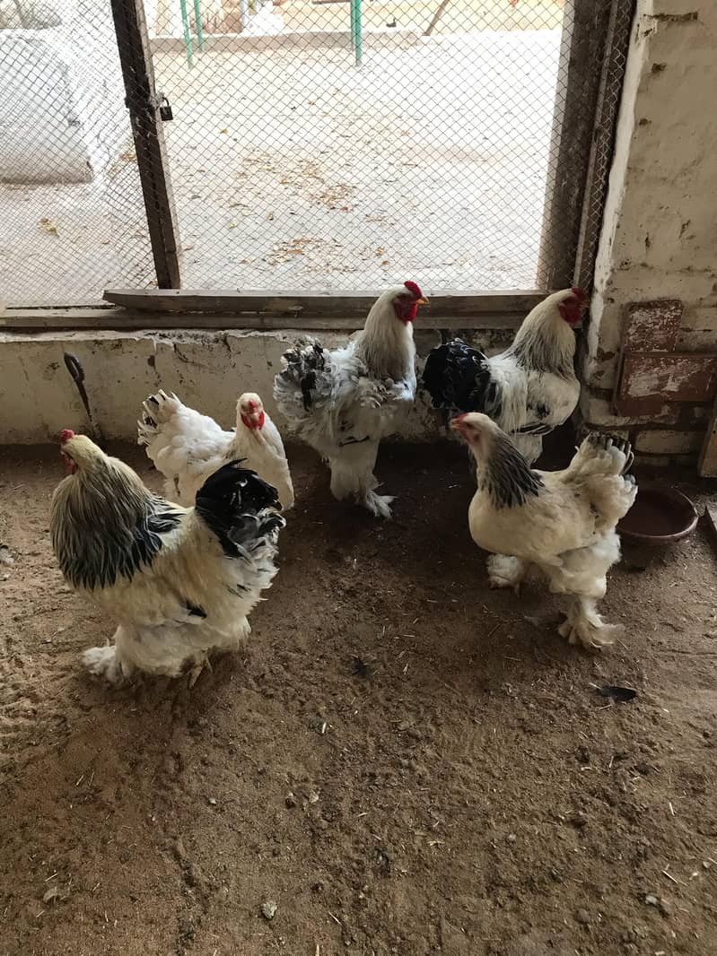 Light Brahama Chicken , Fancy chickens, Brahama Murghi 9