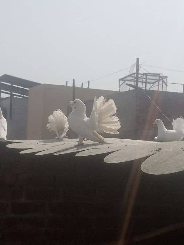 fancy pigeons home breed 0