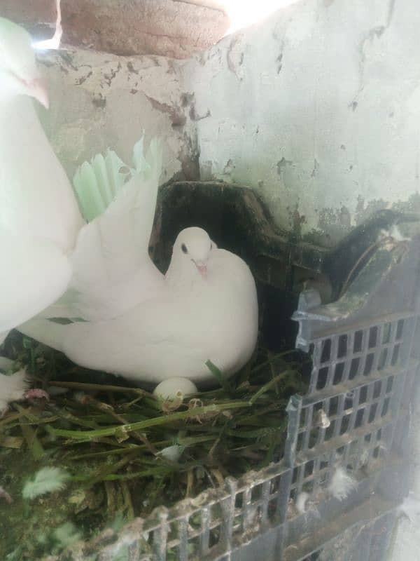fancy pigeons home breed 1