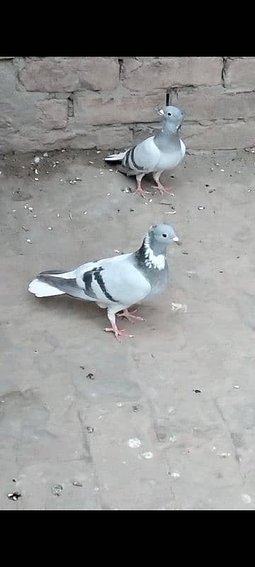 Sabz golay Full Young pair 0