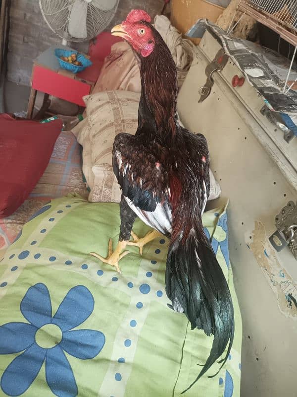 for sale aseel patha 0