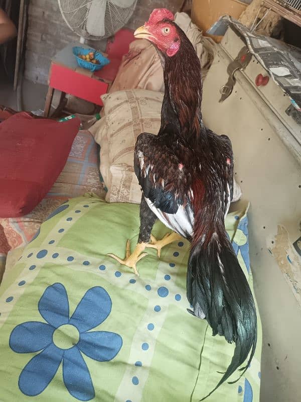 for sale aseel patha 1