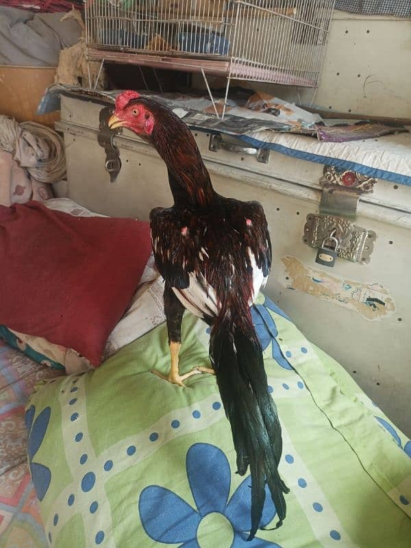 for sale aseel patha 5