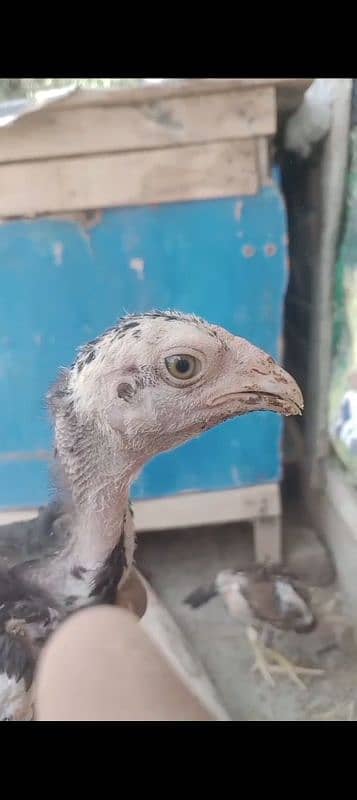 Aseel chicks age 3 month full healthy and active 0