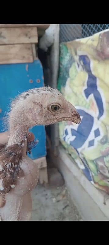 Aseel chicks age 3 month full healthy and active 1
