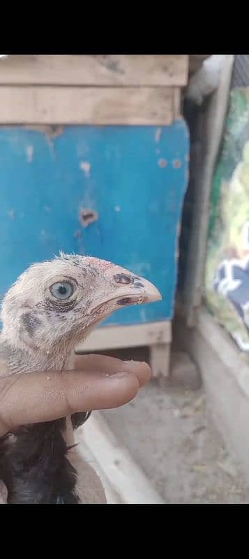 Aseel chicks age 3 month full healthy and active 2