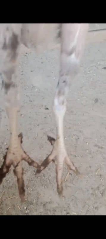 Aseel chicks age 3 month full healthy and active 3