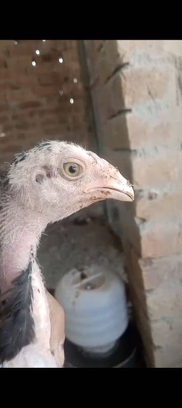 Aseel chicks age 3 month full healthy and active 4