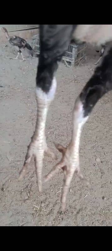 Aseel chicks age 3 month full healthy and active 5
