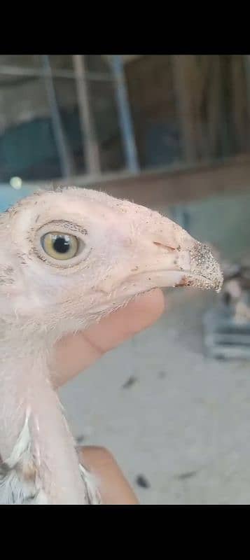 Aseel chicks age 3 month full healthy and active 6