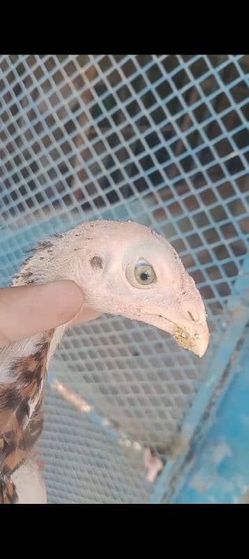 Aseel chicks age 3 month full healthy and active 7