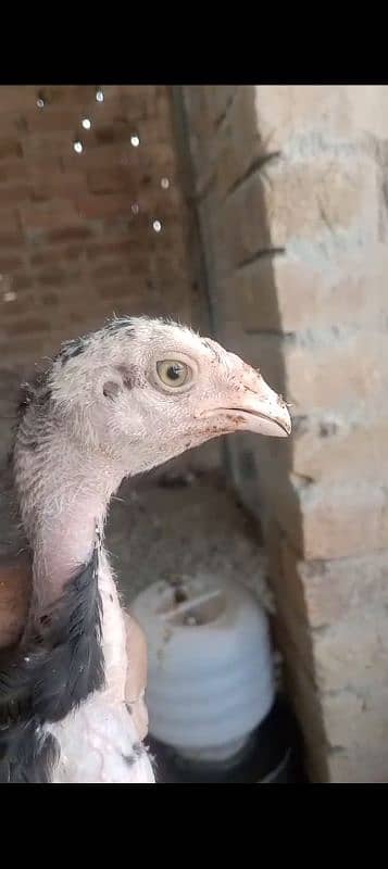 Aseel chicks age 3 month full healthy and active 8