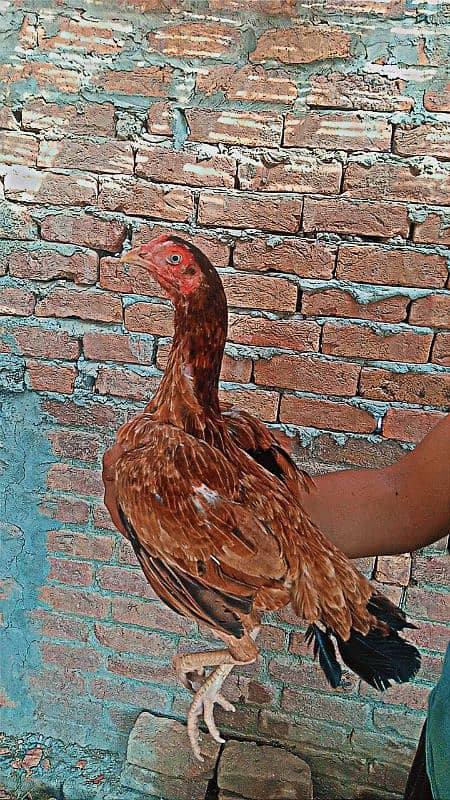 Aseel chicks age 3 month full healthy and active 9