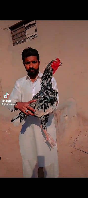 Aseel chicks age 3 month full healthy and active 10