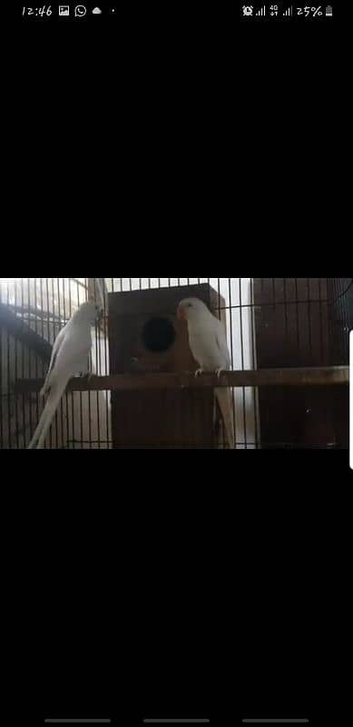White Breeder Pair For Sale 0