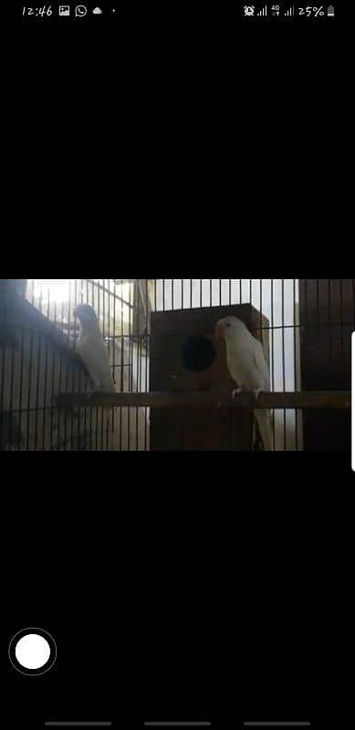 White Breeder Pair For Sale 1