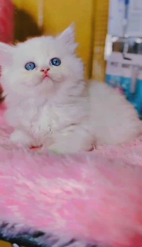 White Persian kitten 0