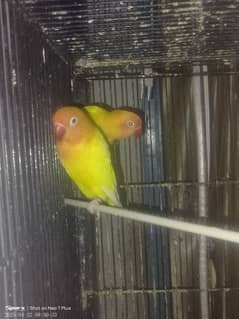 lotino pasnata red eye