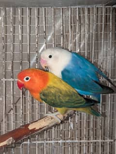 blue opline female green euwing opline split blue male