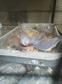 Dove