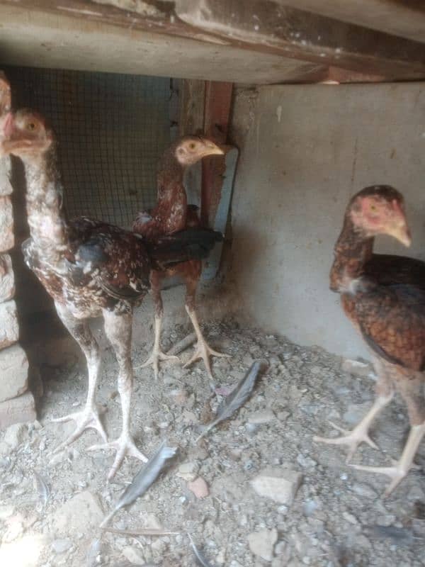 peur Heera cros bred 3 female eage 8 manth demand 15000 5