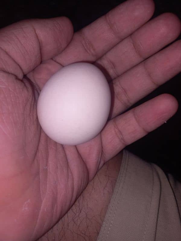 Astrology Eggs Available Ha 100 Percent Fertile Eggs 0