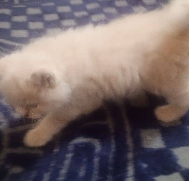 Cute & Healthy Persian Kitten for Sale – Simba 0