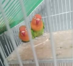 love birds |Green Opaline lovebirds with cage |Green parrot |iron cage