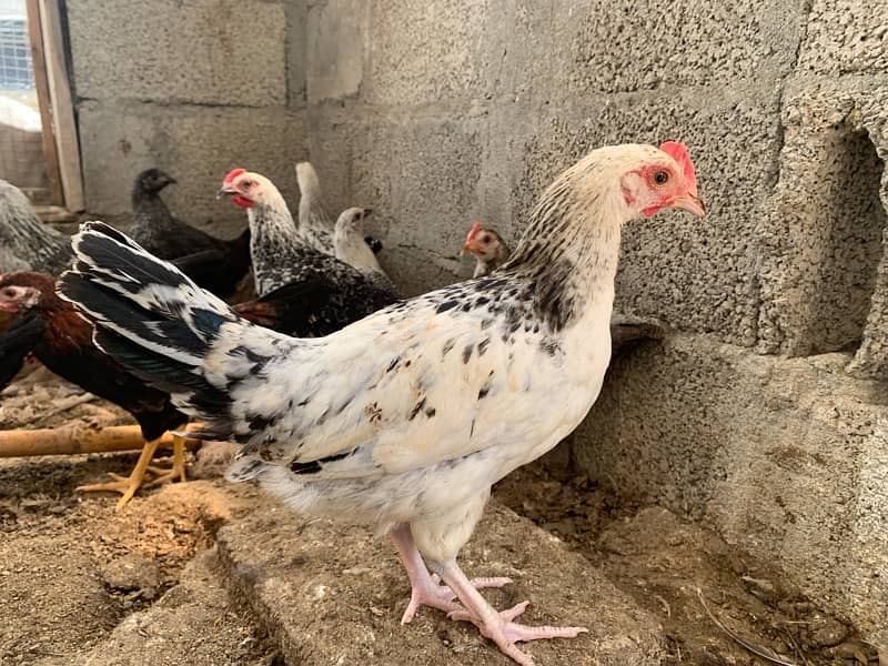 Golden Misri 4 months old vaccinated 200+ piece available 1